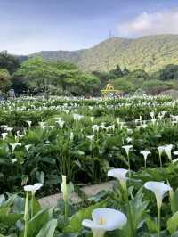 山巒深處的幽靜詩篇：漫步竹子湖