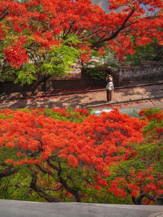 Here's How a Phoenix Flower-Lined Street Looks in Reality