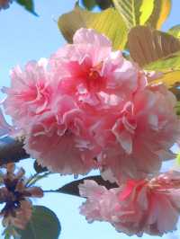 春日限定|濰坊范公亭公園櫻花盛宴