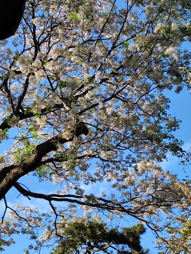 暮春的怡園