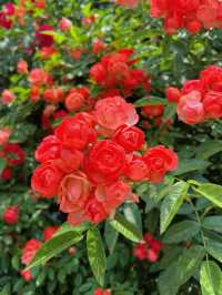 綿陽·將開區｜薔薇花牆3米高&百米長