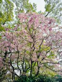 🌸抓住櫻花尾巴，勝尾寺的絕美時光