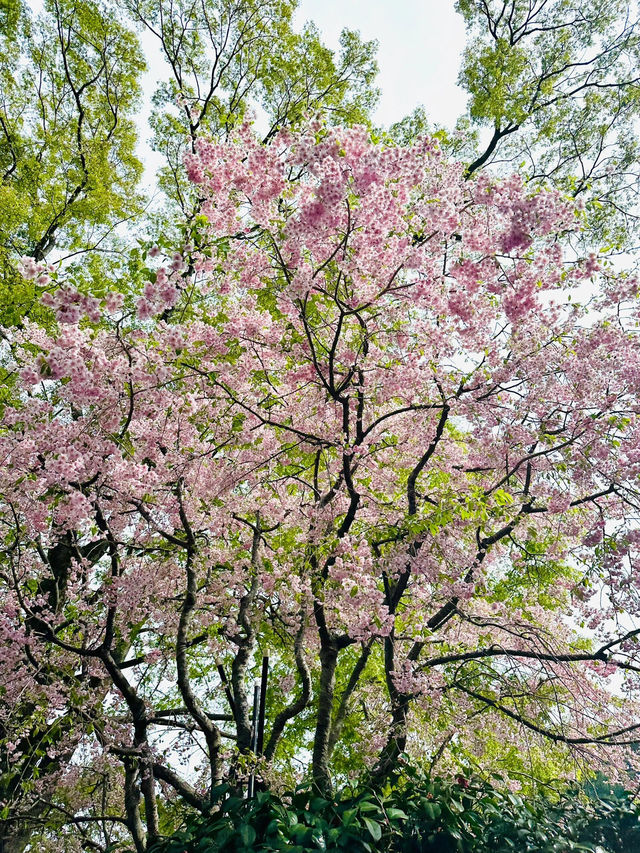 🌸抓住櫻花尾巴，勝尾寺的絕美時光