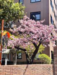 四月仙台東北大學，邂逅夢幻櫻海🌸