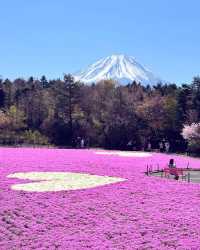 富士山下｜富士芝櫻祭全攻略