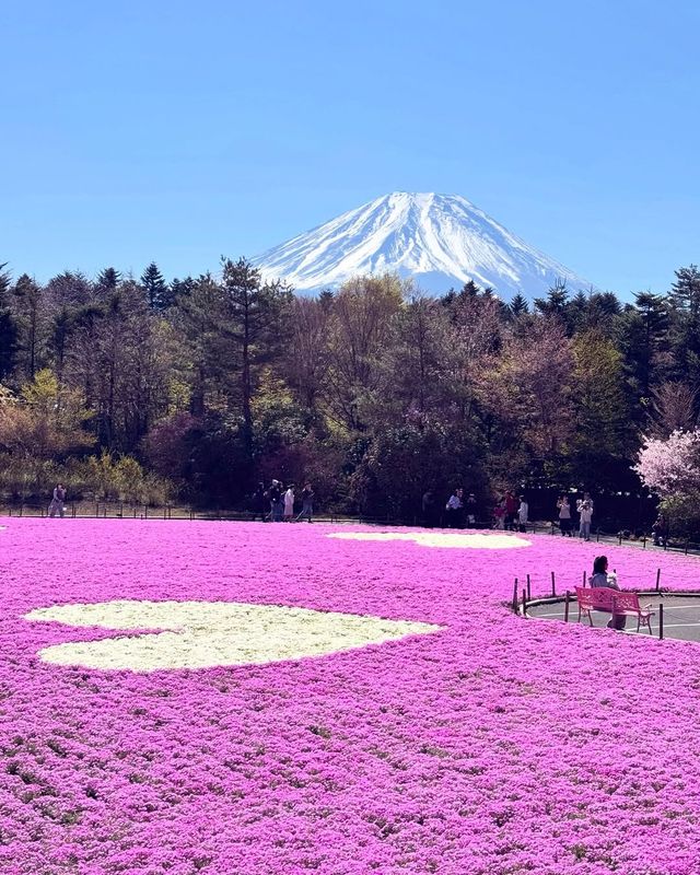 富士山下｜富士芝櫻祭全攻略