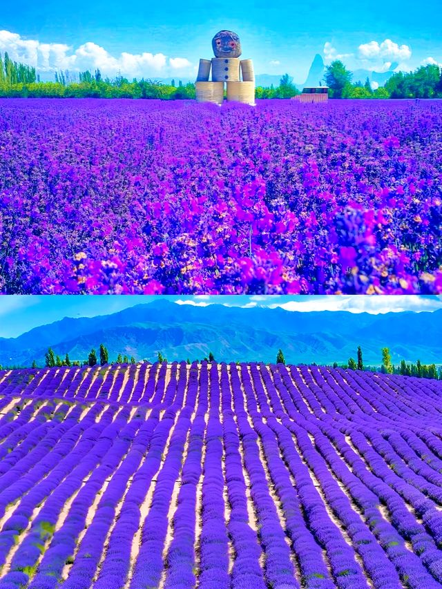 紫色天堂·芳香霍城——探秘中國「薰衣草之鄉」的浪漫之旅