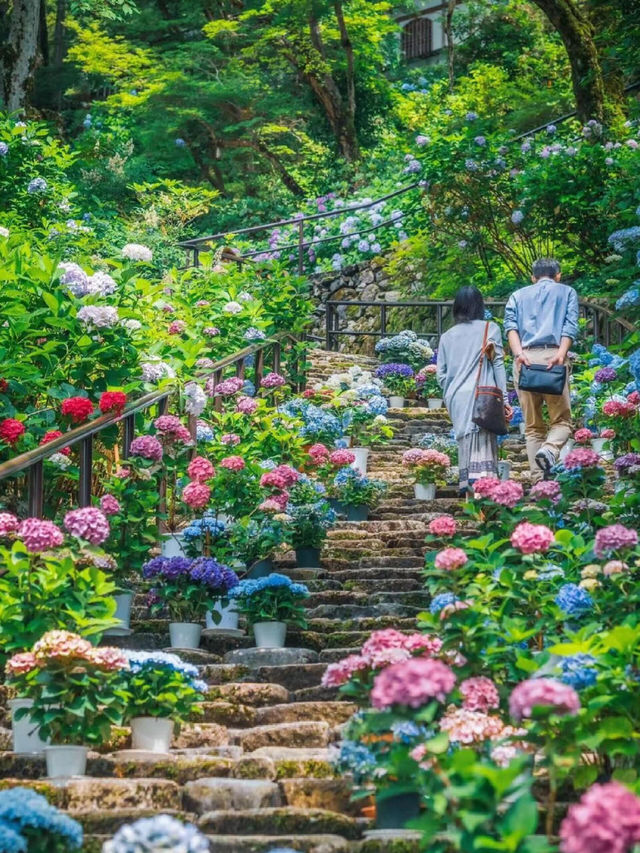 2025紫陽花快開了❗❗收拾行李準備出發😄