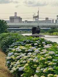 舊中川水邊公園 | 繡球花之約