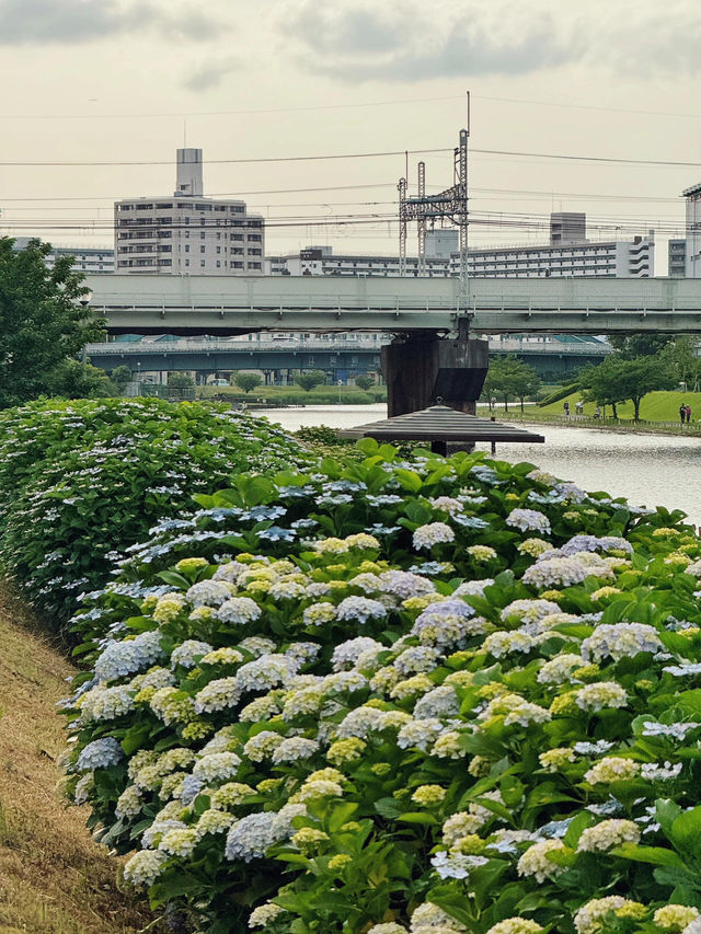 舊中川水邊公園 | 繡球花之約