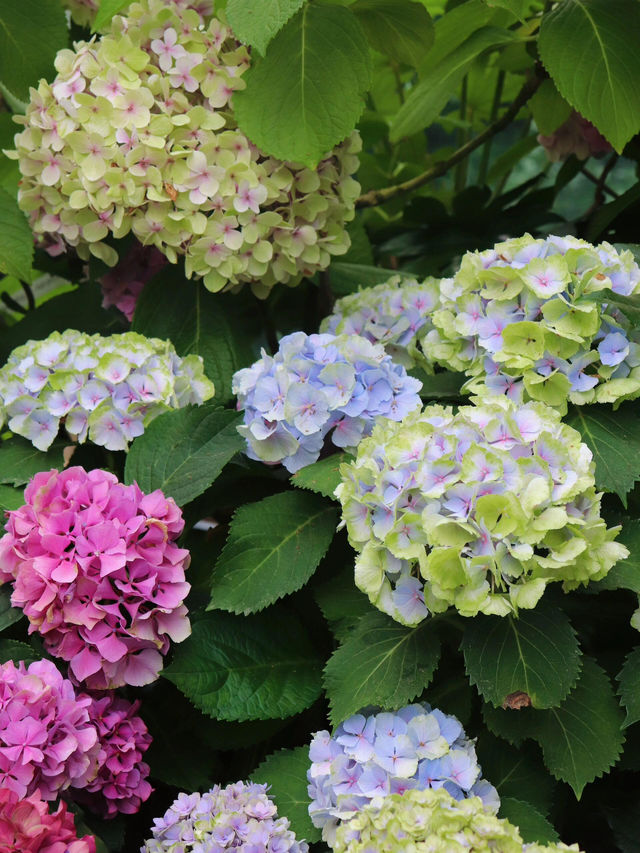 🌸濟州島山茶花之丘 | 繡球花的夢幻國度