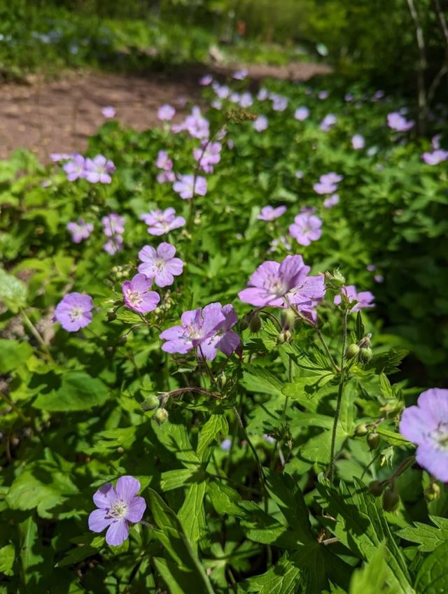 秘境 | 費城7個美麗花園