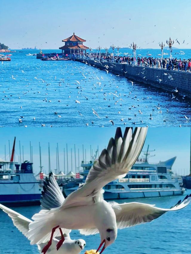 紅瓦綠樹×碧海藍天！青島，漫畫裡的濱海浪漫~