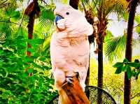 Tamao Wildlife Rescue: Cambodia’s Sanctuary of Hope