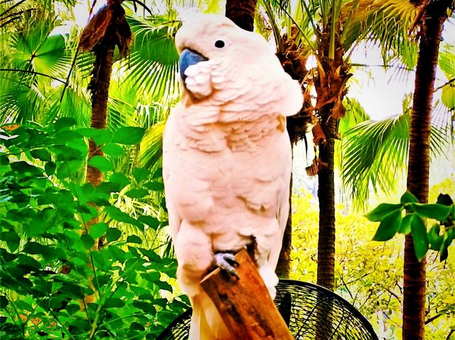 Tamao Wildlife Rescue: Cambodia’s Sanctuary of Hope