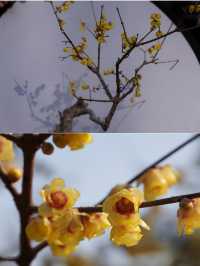 魔都賞梅｜真如梅園賞梅全攻略，邂逅冬日限定浪漫