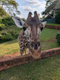 Unforgettable Stay at Giraffe Manor