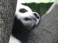 Chengdu Panda Base