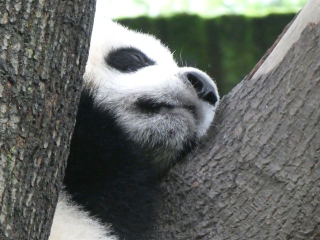 Chengdu Panda Base