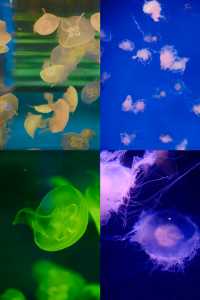 海底樂園必打卡親子最愛夢幻海洋館攻略