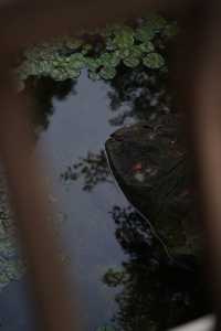 在千島湖燕山，收藏一份古園林的靜謐秋光