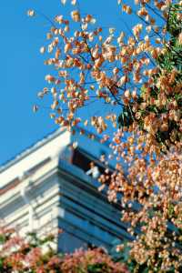 秋日限定，歐式建築與欒樹的絕美同框