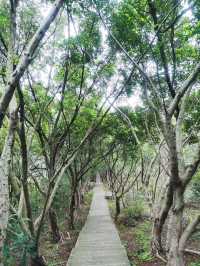 重慶照母山森林公園:山城之上的自然詩篇