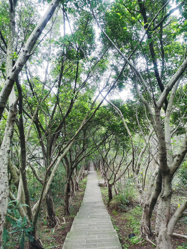 重慶照母山森林公園:山城之上的自然詩篇 重慶照母山森林公園:山城之上的自然詩篇
