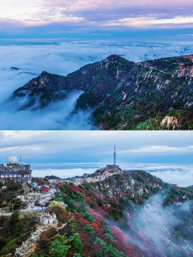 泰山之巔，雲海與秋色撞了個滿懷！