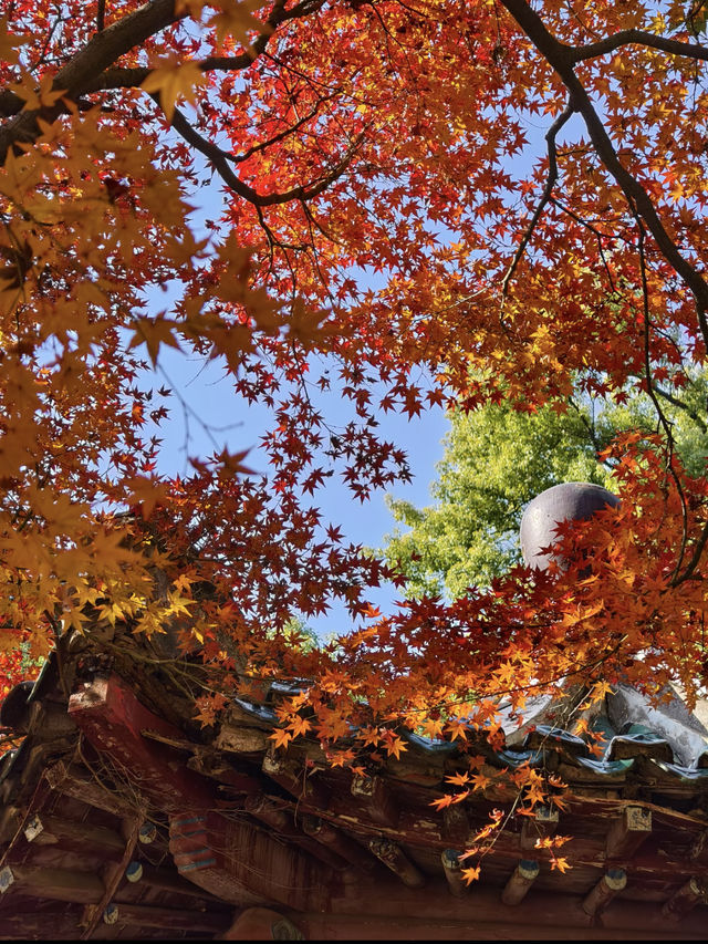 長沙烈士公園｜秋天最像油畫的地方！！ 真的要淪陷在烈士公園的秋天裡了！！ 年嘉湖邊的楓葉從綠漸變到