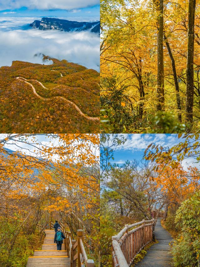 被《國家地理》評為中國最美紅葉秘境，有多絕