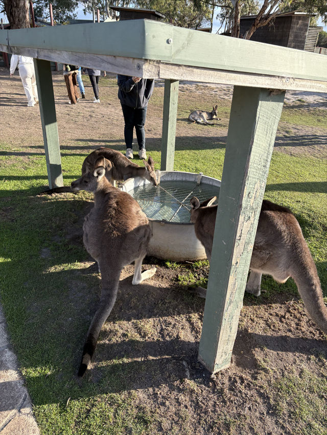 現實版神奇動物在哪裡袋鼠王國超全攻略 現實版神奇動物在哪裡袋鼠王國超全攻略