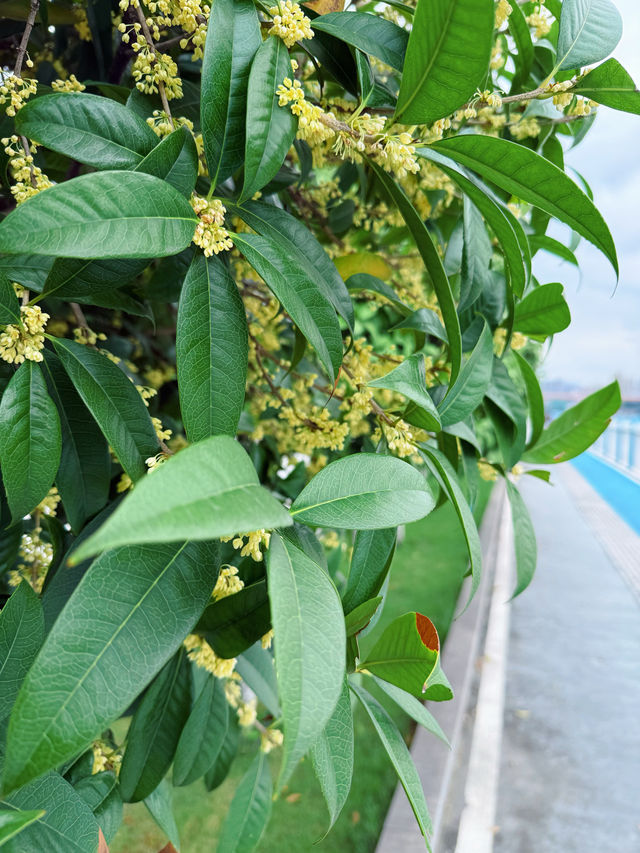 重慶這條步道桂花pong香~ 重慶這條步道桂花pong香~