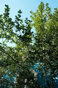 伊犁市區擺爛一日遊|把日子過成慢鏡頭