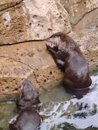 週末動物園逛吃指南 | 國寶熊貓VS火烈鳥超模,萌翻全場的動物大