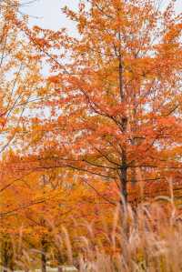東安湖公園這一處彩林秘境，真的太讓人驚喜了