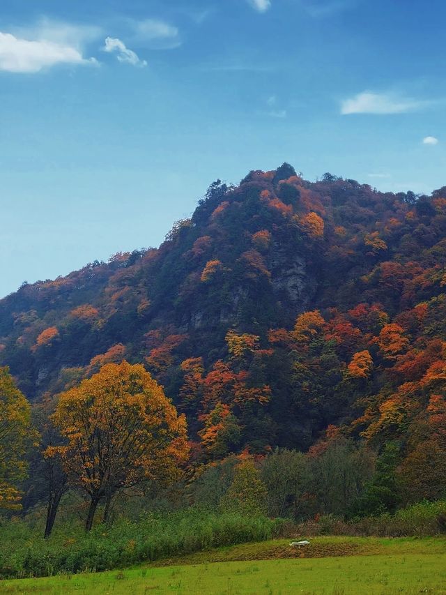穿越掛壁公路，邂逅秦巴深山最絢爛的秋色