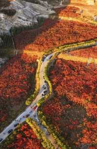 蔣福山紅葉林攻略:京津冀秋日秘境,漫山紅楓美到窒息!