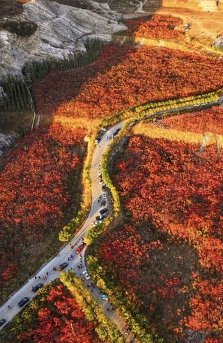 蔣福山紅葉林攻略：京津冀秋日秘境，漫山紅楓美到窒息！