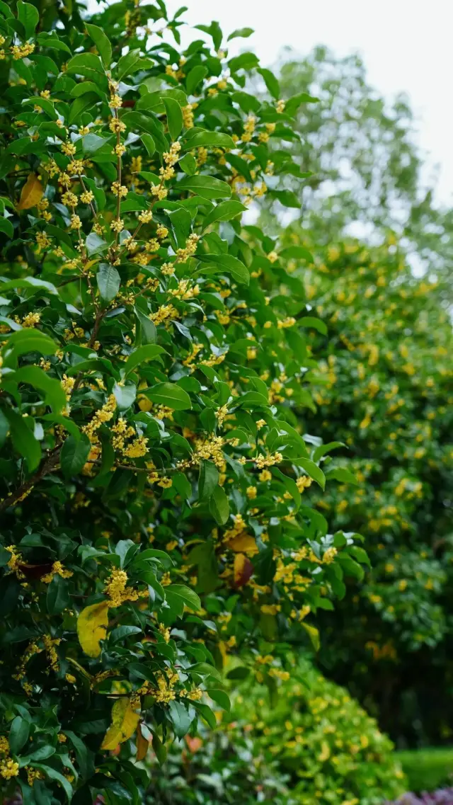 城橋鎮桂花香飄滿城，秋日限定美景來襲