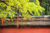 秋日裡綻放的金黃