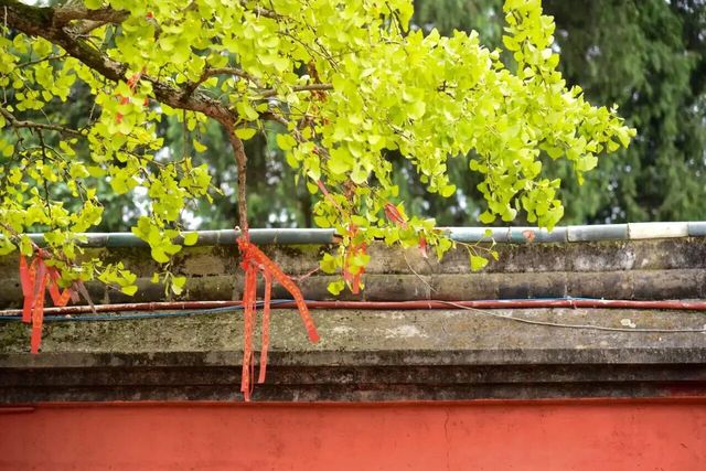 秋日裡綻放的金黃