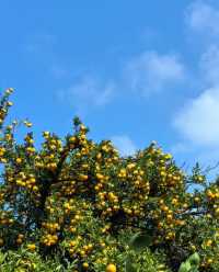 後悔沒早來！嘉興南北湖黃沙坞實現橘子自由