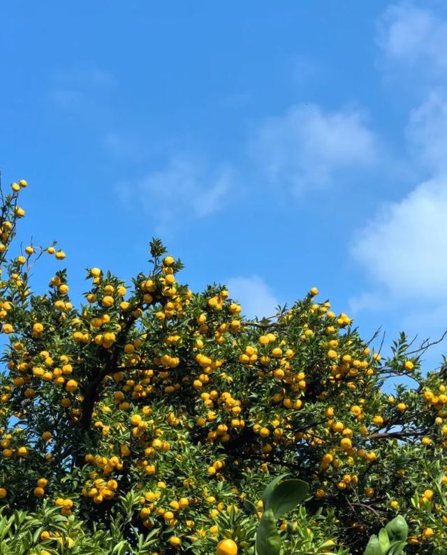 後悔沒早來！嘉興南北湖黃沙坞實現橘子自由