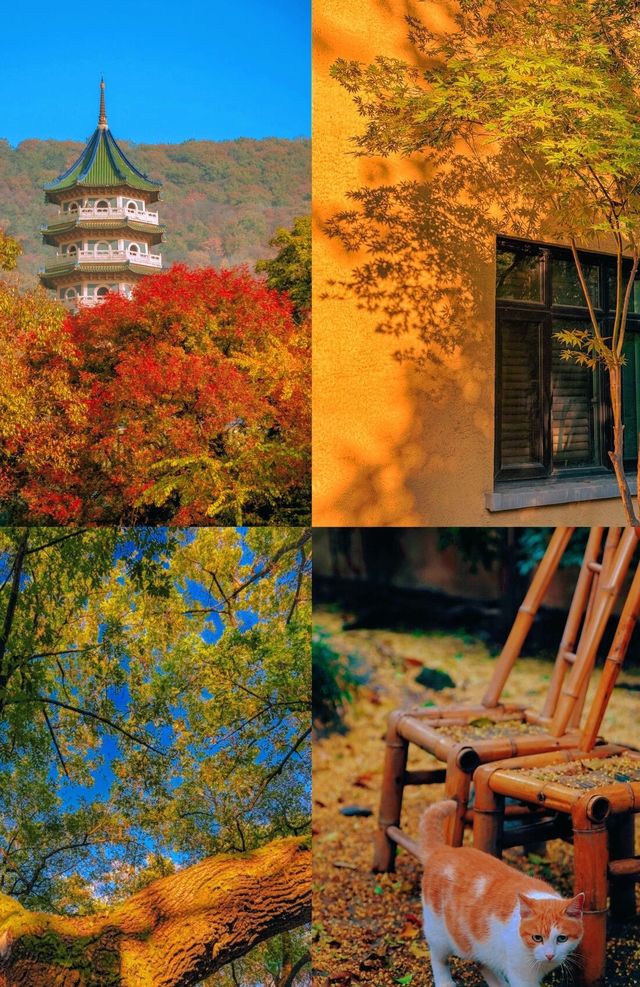 沒有一個城市比南京更懂秋天