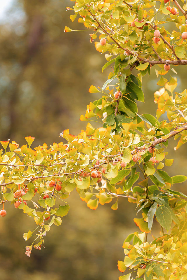 牛首山秋季限定「金」景，已閃亮登場！