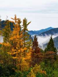 成都周邊必打卡絕美金黃銀杏林拍照攻略