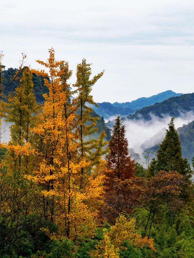 成都周邊必打卡絕美金黃銀杏林拍照攻略