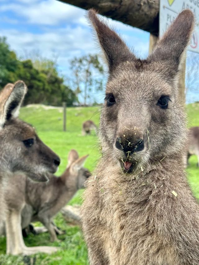 墨爾本｜蒸汽火車與企鵝歸巢-14人團旅行