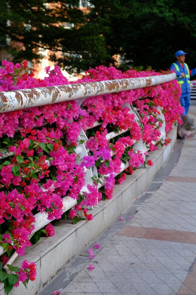 廣州冬日限定|全城最美的粉紅色三角梅花海打卡點 廣州冬日限定|全城最美的粉紅色三角梅花海打卡點